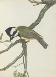 Crested shrike from Birds of New South Wales with their natural history by John Lewin